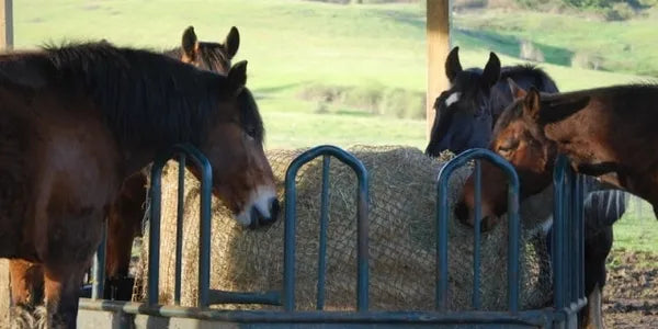 round bale slow feeder canada