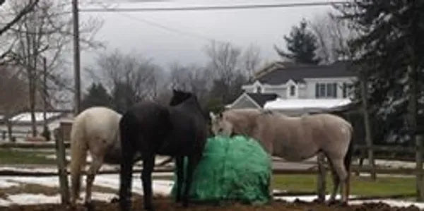 safest slow feeder for horses