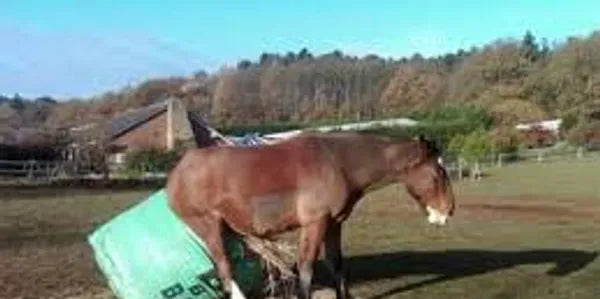 hay bag for horses