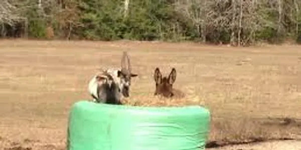 safest round bale feeder