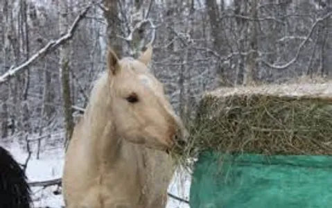 bale buddy round bale feeder