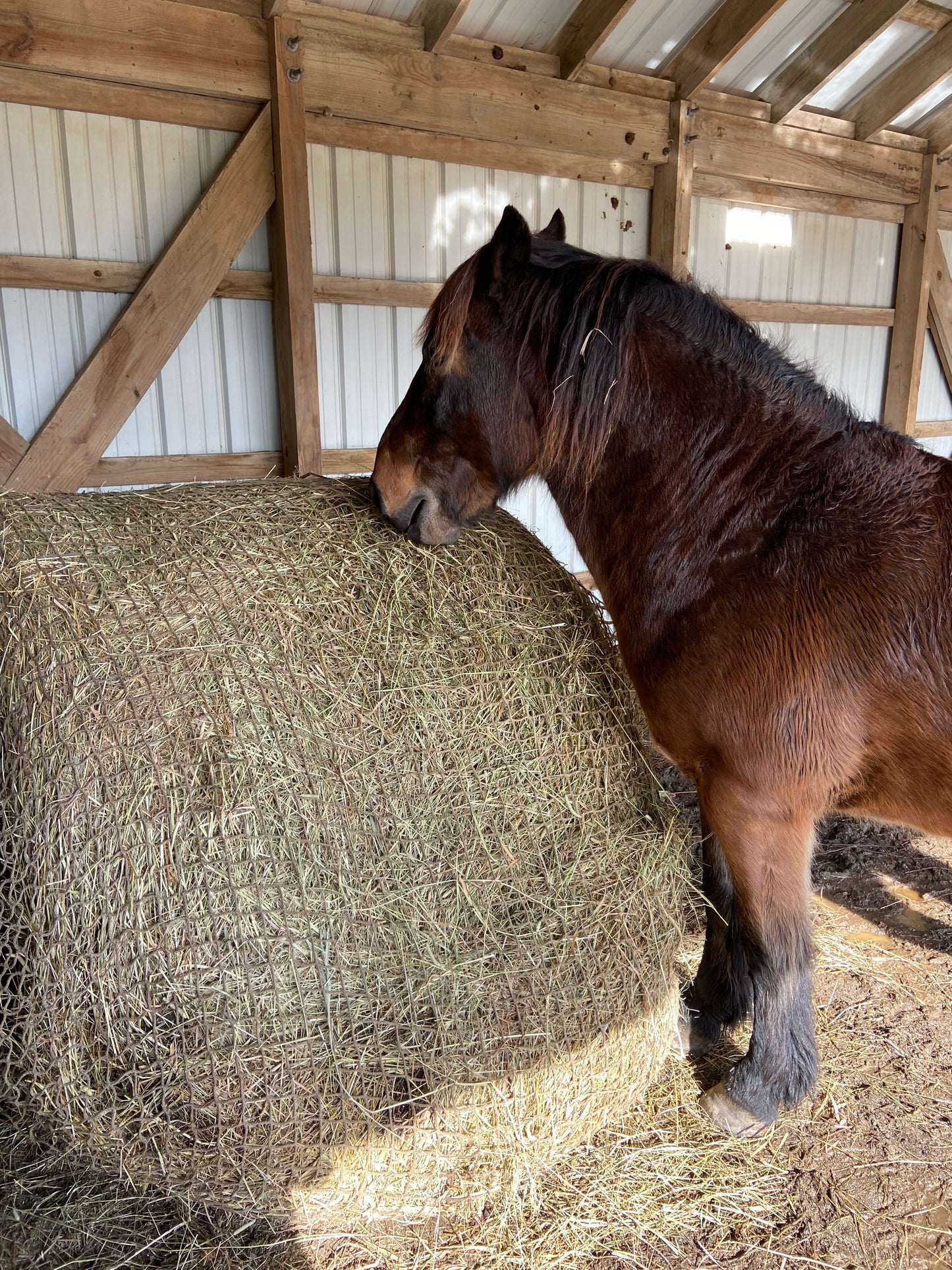 Medium Slow Bale Buddy