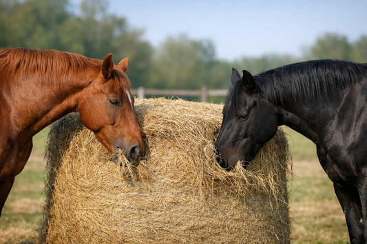 Can Horses Eat From Round Bales Safely?