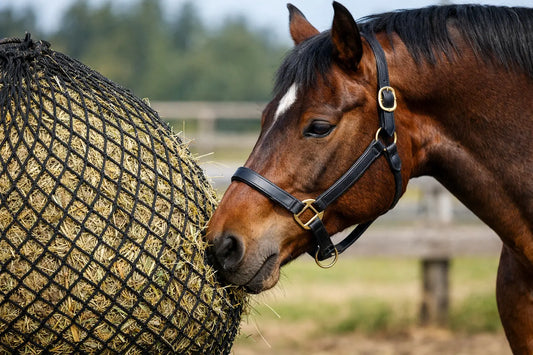Are Slow Feed Hay Nets Safe for Horses?
