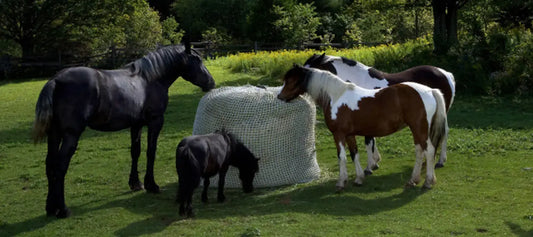 Best Hay Feeder for Boarding Barn Use