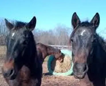 Big Bale Buddy VS Slow Bale Buddy, which to choose?