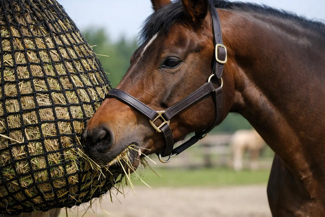 Slow Feed Hay Net Benefits That Pay Off