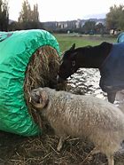 How to Keep Hay Clean Outdoors