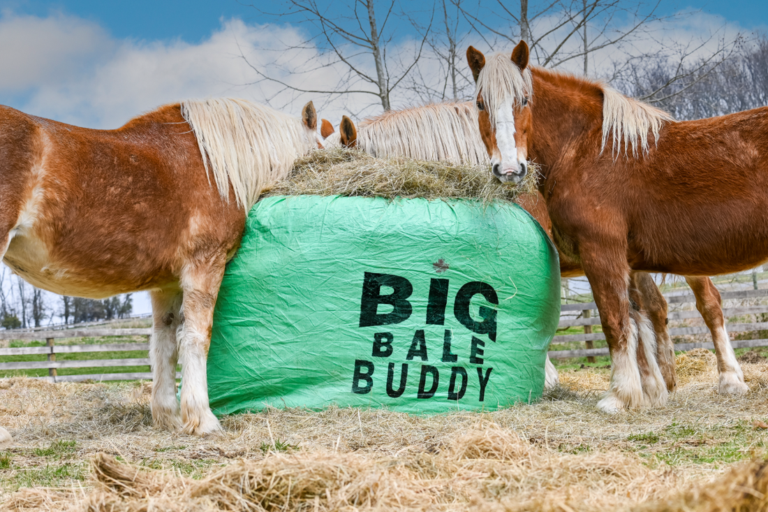 Horses eating from extra large round bale feeder reducing hay waste