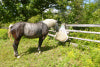 Mini Slow Bale Buddy