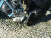 Double Mini Slow Bale Buddy (Weekender)